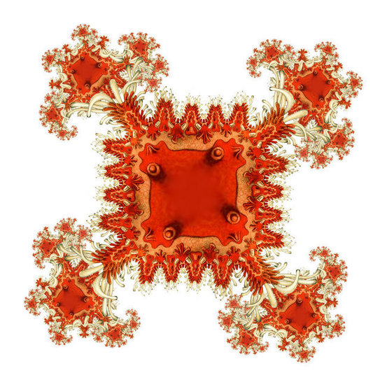Haeckel-Asteridea-1_large.jpg